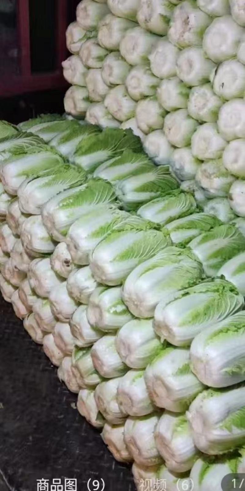 卷心白菜。包菜