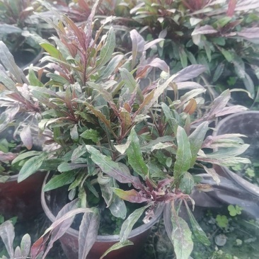 紫叶山桃草
