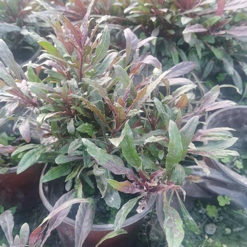 紫叶山桃草
