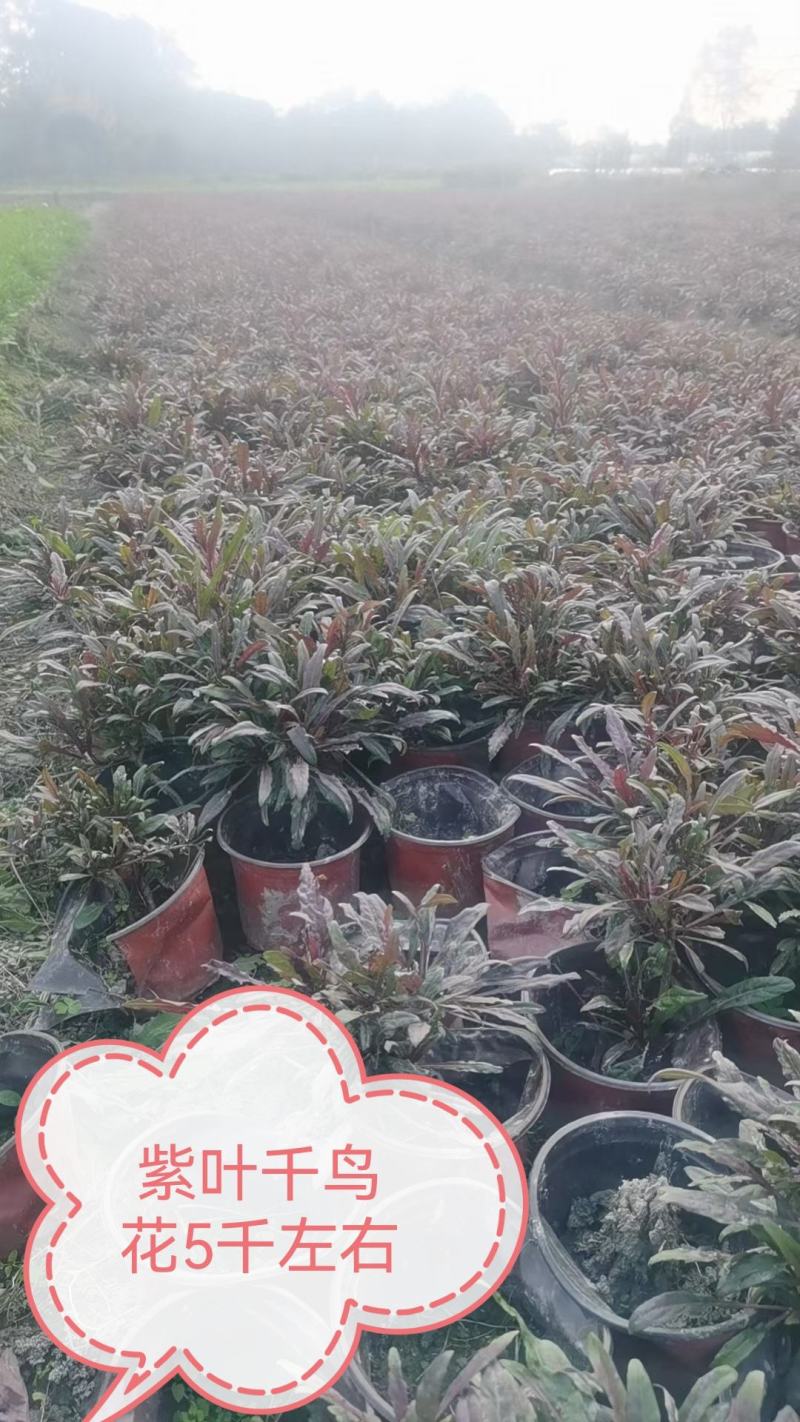 紫叶山桃草