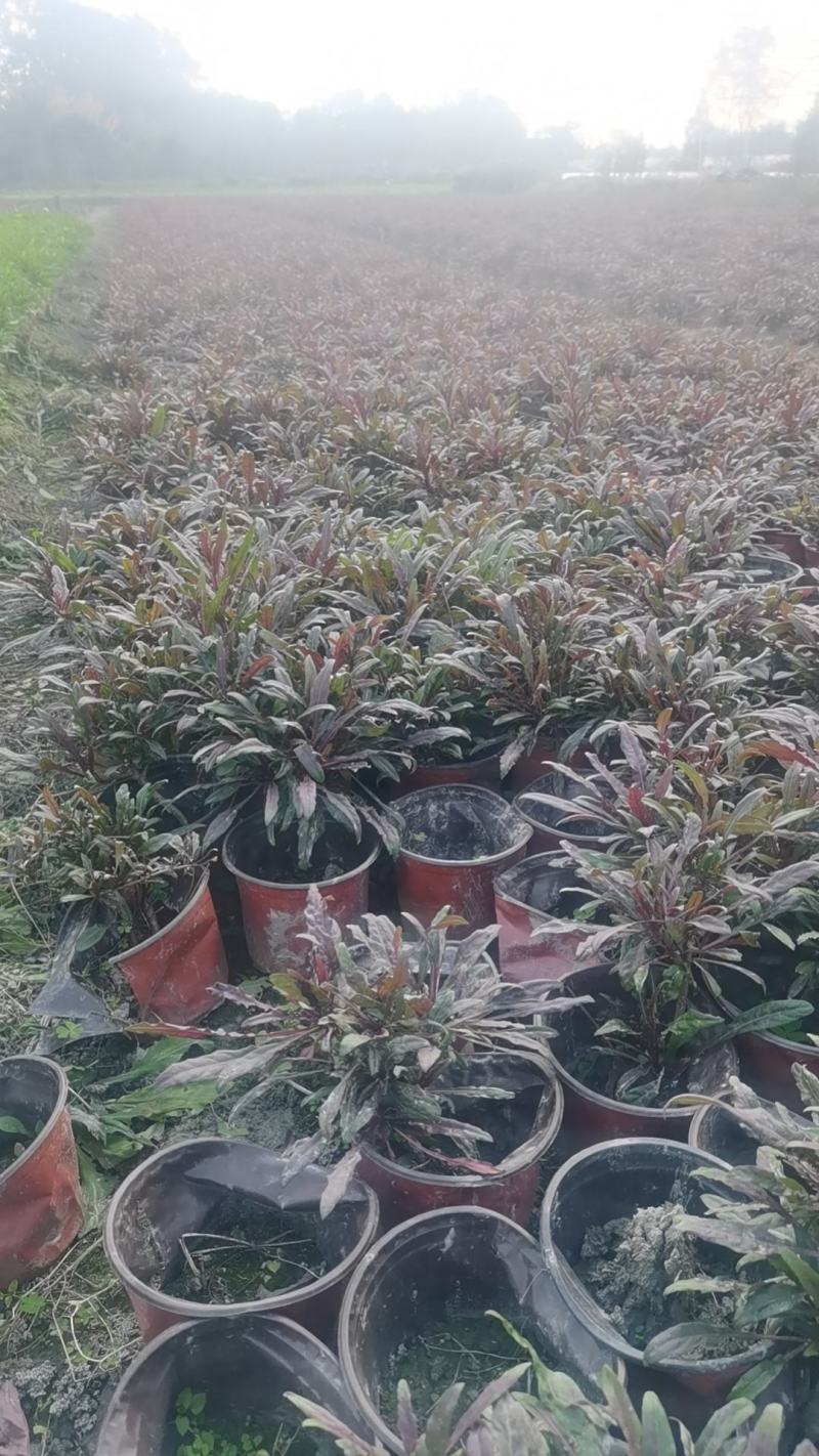 紫叶山桃草