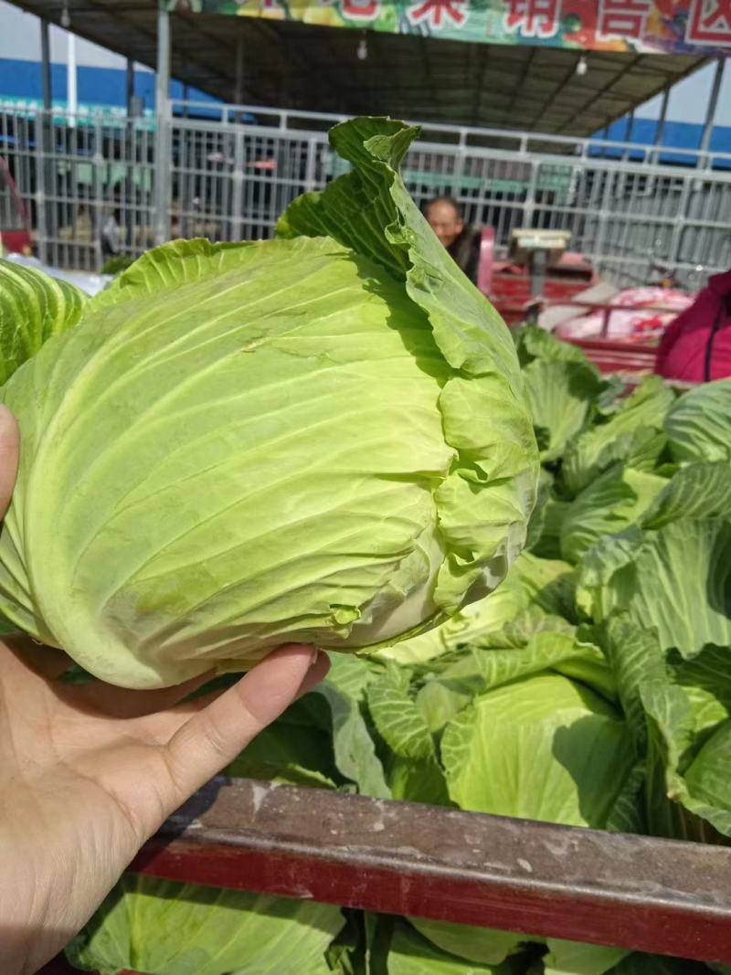 卷心白菜。包菜