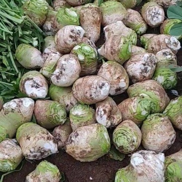 大头菜芥菜头新鲜上市货源充足产地代办欢迎联系