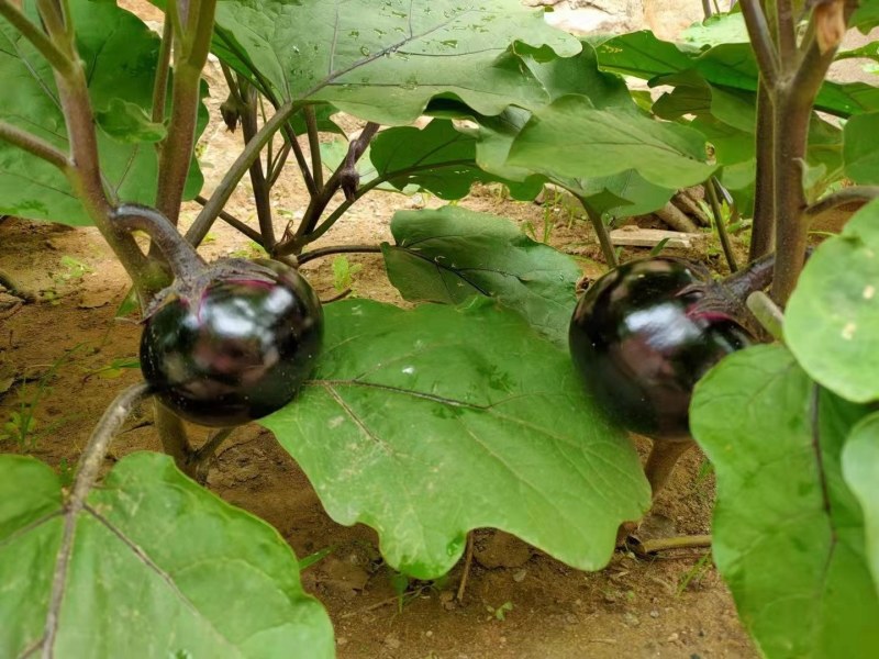 紫丰一号茄子种子
