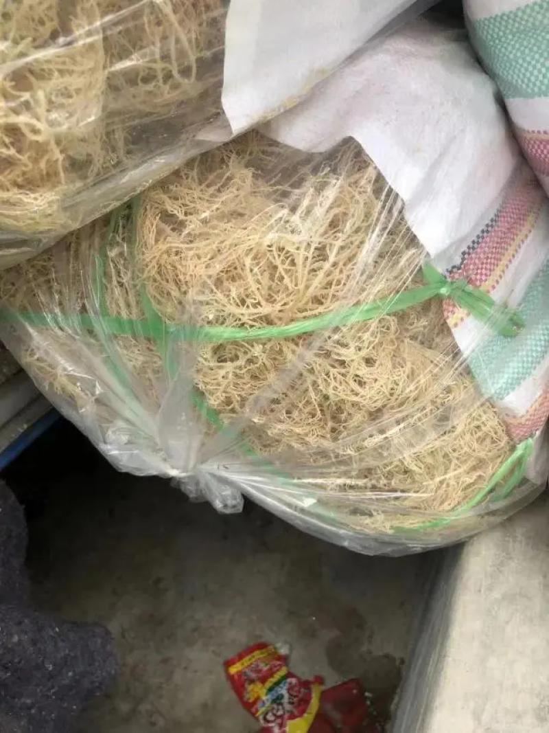 龙须菜，产地发货，对接大型批发商，欢迎来电咨询