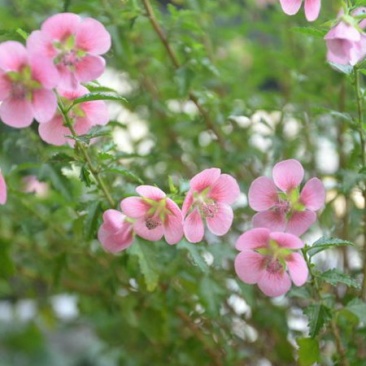 小木槿