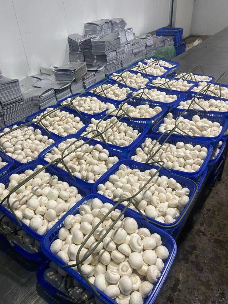 新鲜双鲍菇精品口蘑长期大量供鲜杏鲍菇出口级白蘑菇产地直发