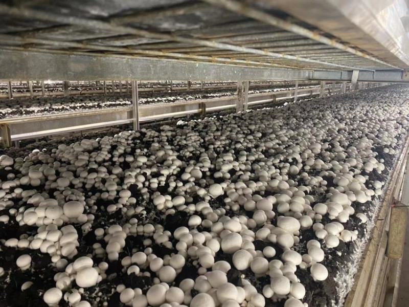 新鲜双鲍菇精品口蘑长期大量供鲜杏鲍菇出口级白蘑菇产地直发