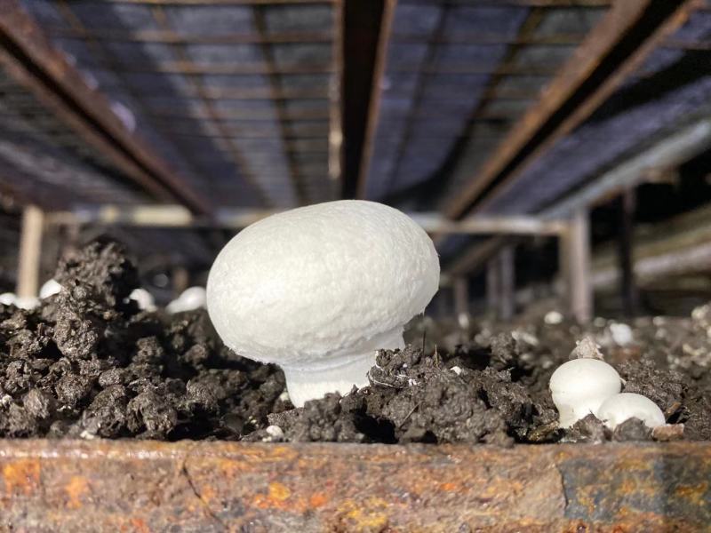 新鲜双鲍菇精品口蘑长期大量供鲜杏鲍菇出口级白蘑菇产地直发