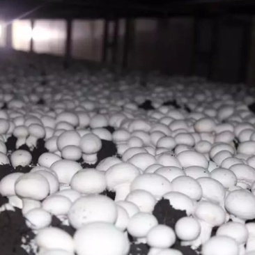 新鲜双鲍菇精品口蘑长期大量供鲜杏鲍菇出口级白蘑菇产地直发