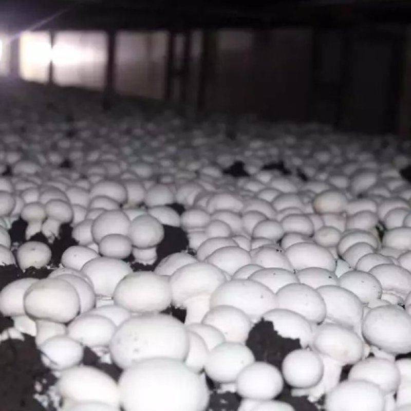 新鲜双鲍菇精品口蘑长期大量供鲜杏鲍菇出口级白蘑菇产地直发