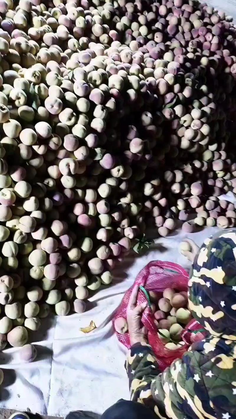 冬桃，口感甜，一手货源，欢迎各位老板前来收购