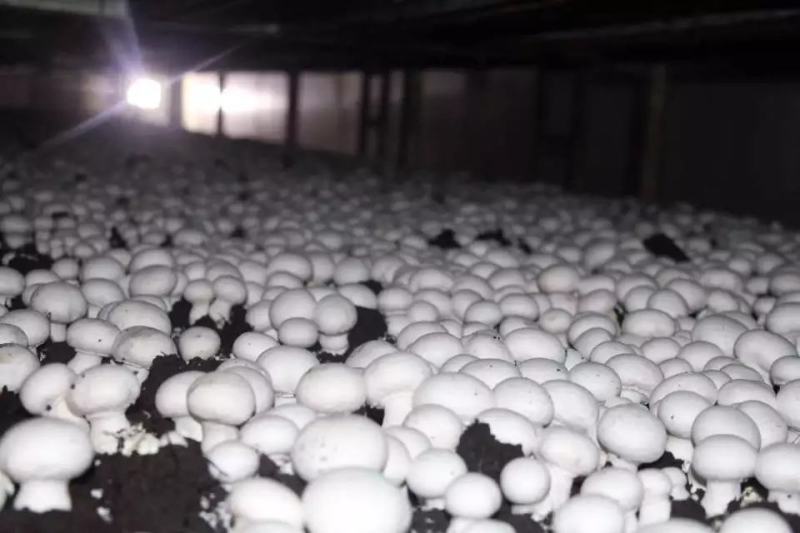 精品口蘑双孢菇干口蘑产地直发自然无硫白蘑菇AD片出口级