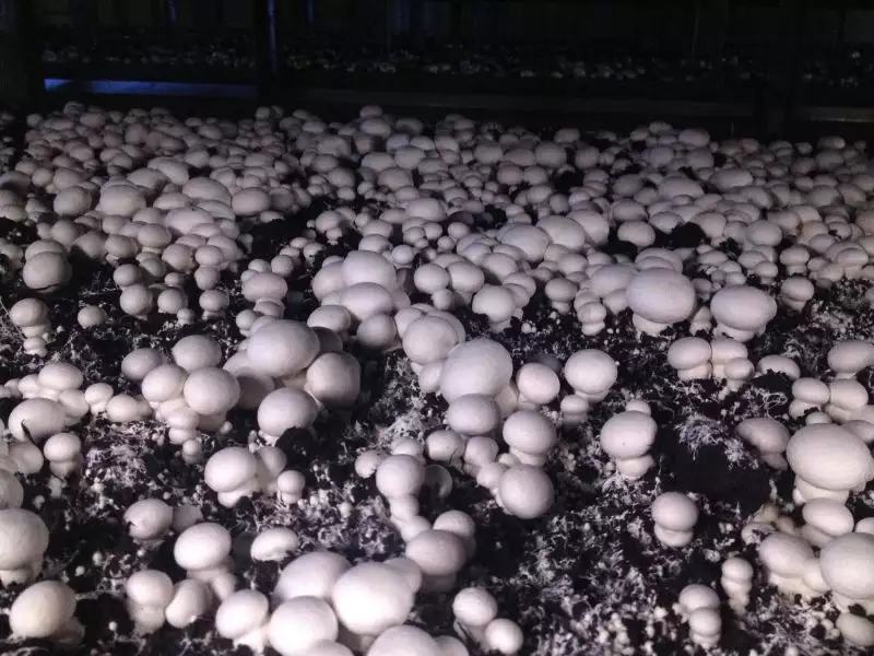 精品口蘑双孢菇干口蘑产地直发自然无硫白蘑菇AD片出口级