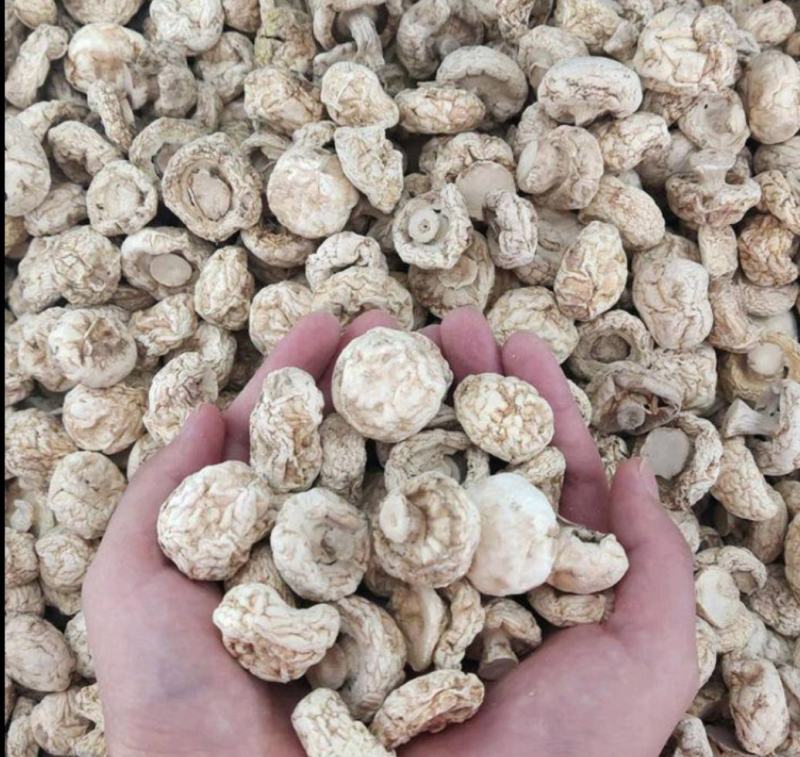 精品口蘑双孢菇干口蘑产地直发自然无硫白蘑菇AD片出口级