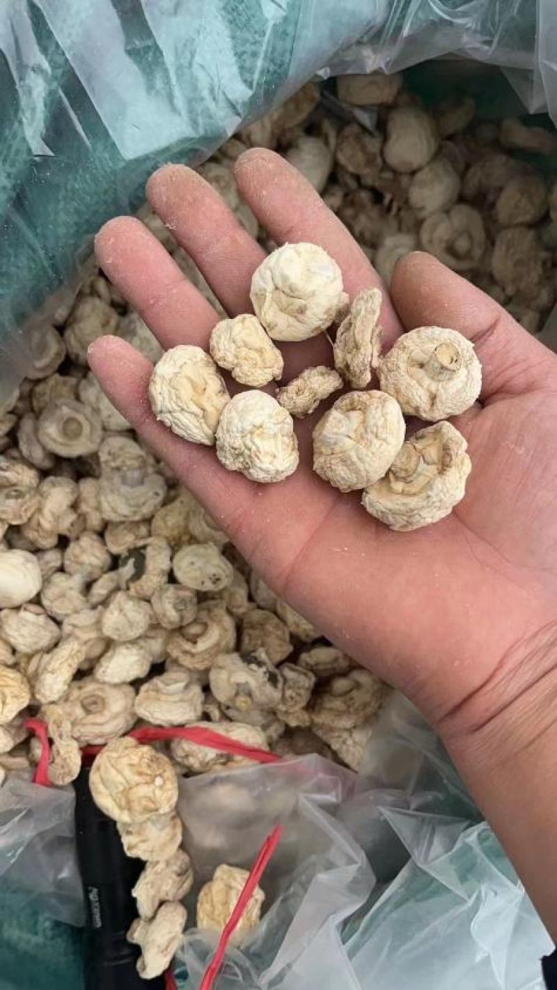 精品口蘑双孢菇干口蘑产地直发自然无硫白蘑菇AD片出口级