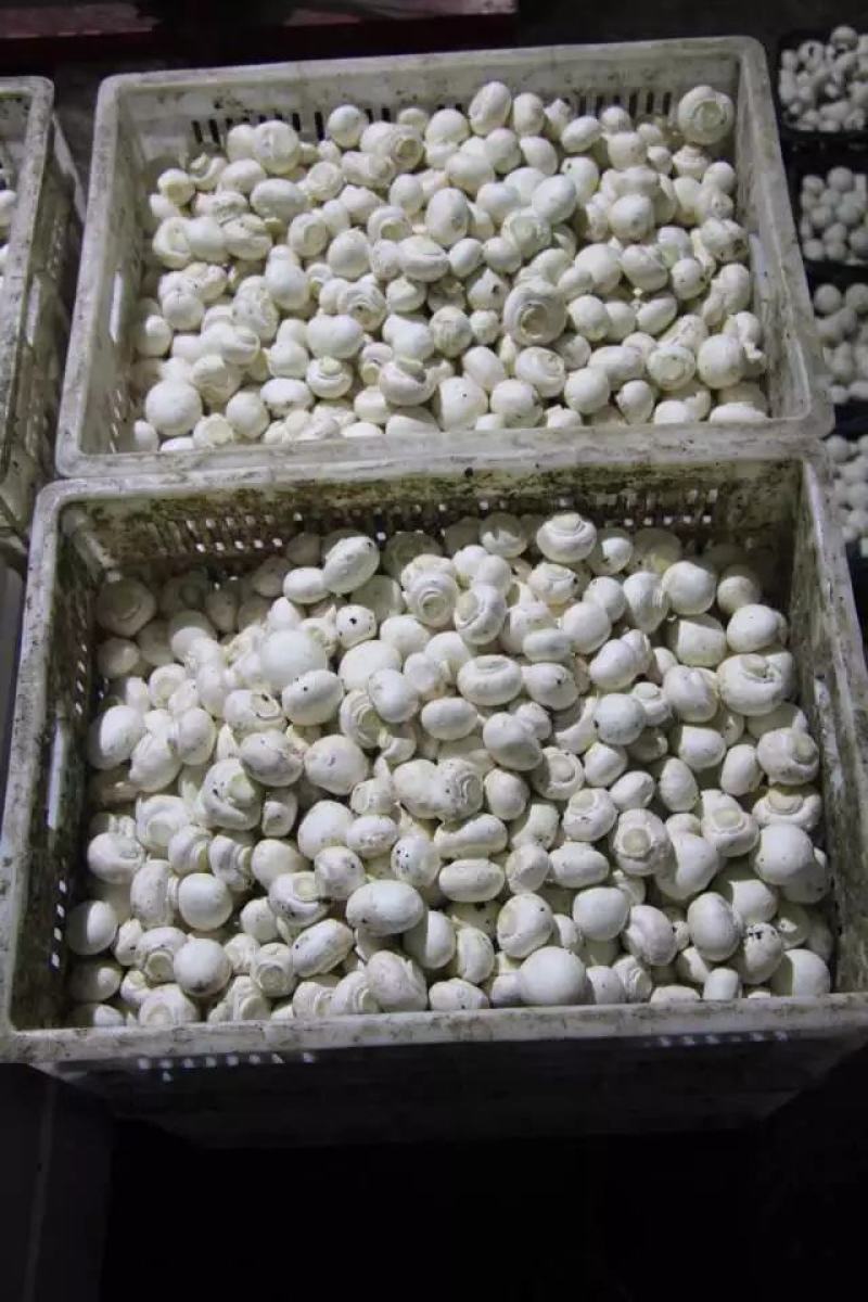 精品口蘑双孢菇干口蘑产地直发自然无硫白蘑菇AD片出口级