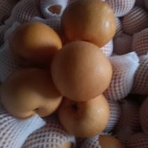 秋月二级果大量现货？