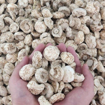 精品口蘑双孢菇干口蘑产地直发自然无硫白蘑菇AD片出口级