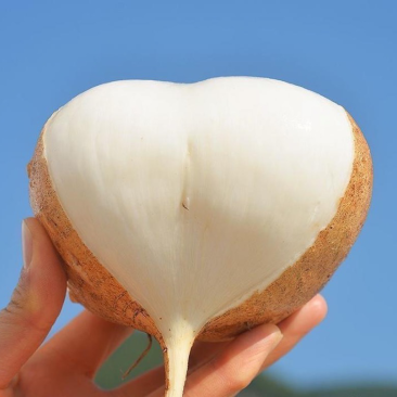 大凉山冕宁里庄大量批发豆薯土瓜