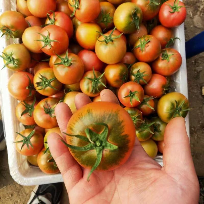 山东草莓西红柿绿腚戴安娜批发落地配社区团购
