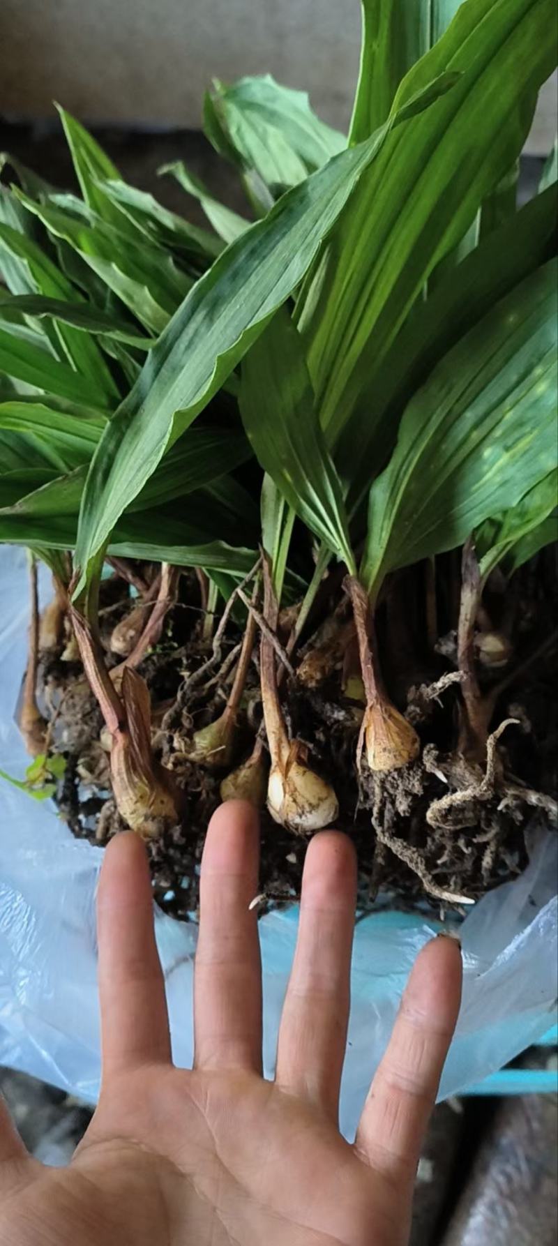 毛慈菇种苗冰球子泥冰子慈菇山茨菇正宗水白芨新品发布