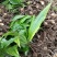 毛慈菇种苗冰球子泥冰子慈菇山茨菇正宗水白芨新品发布