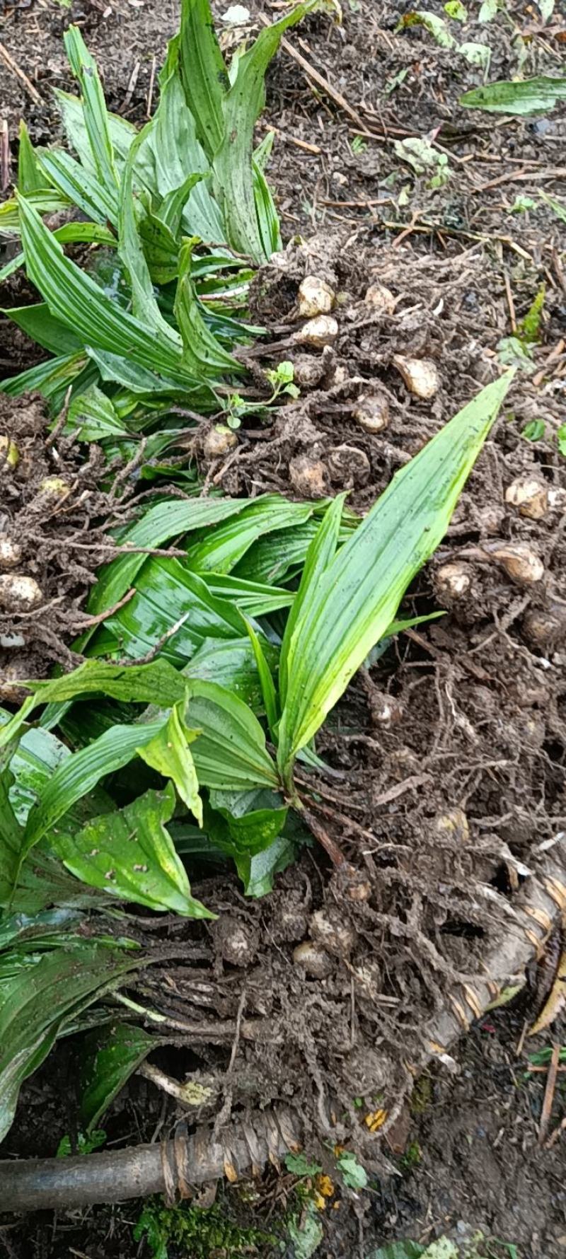 毛慈菇种苗冰球子泥冰子慈菇山茨菇正宗水白芨新品发布