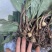 毛慈菇种苗冰球子泥冰子慈菇山茨菇正宗水白芨新品发布