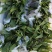 毛慈菇种苗冰球子泥冰子慈菇山茨菇正宗水白芨新品发布