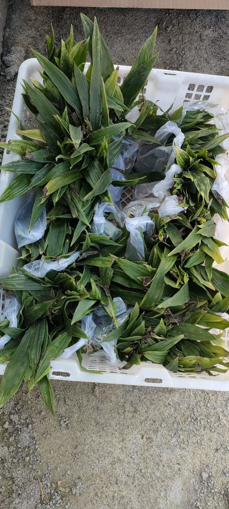 毛慈菇种苗冰球子泥冰子慈菇山茨菇正宗水白芨新品发布