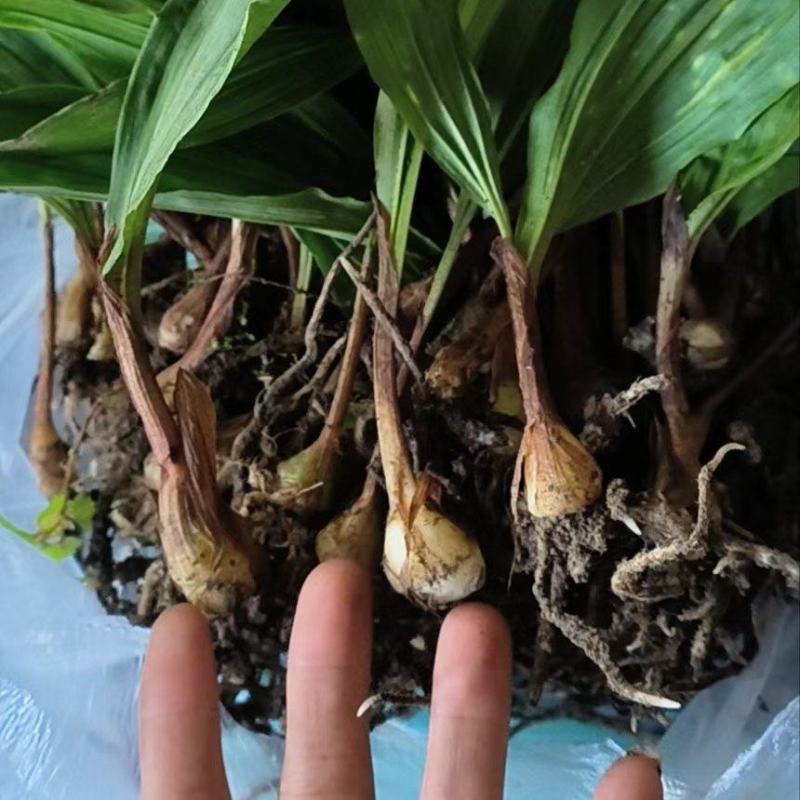 毛慈菇种苗冰球子泥冰子慈菇山茨菇正宗水白芨新品发布
