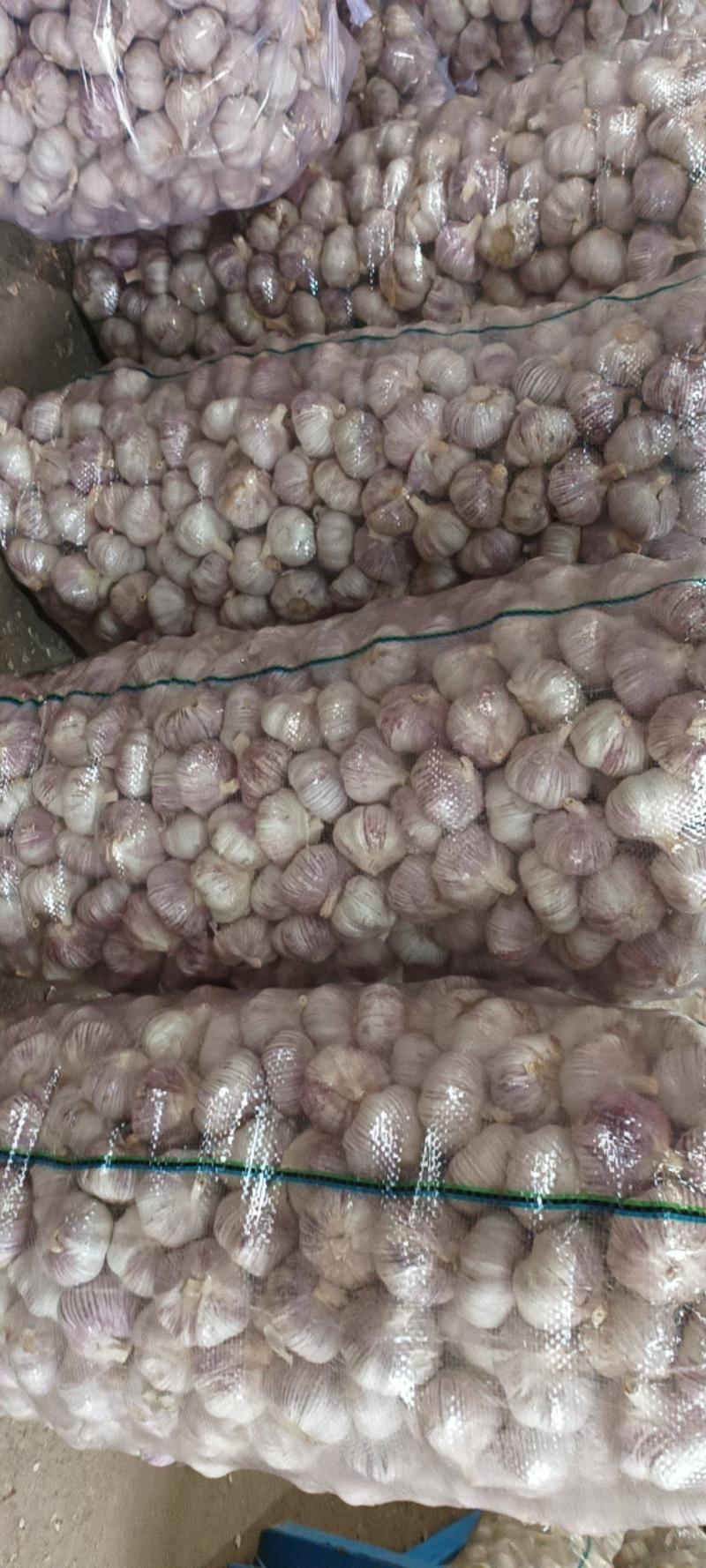 金乡太空红皮大蒜，本公司质重有保证，5.5cm.，