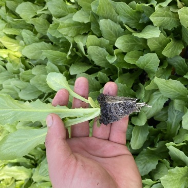 云南精品油麦菜苗