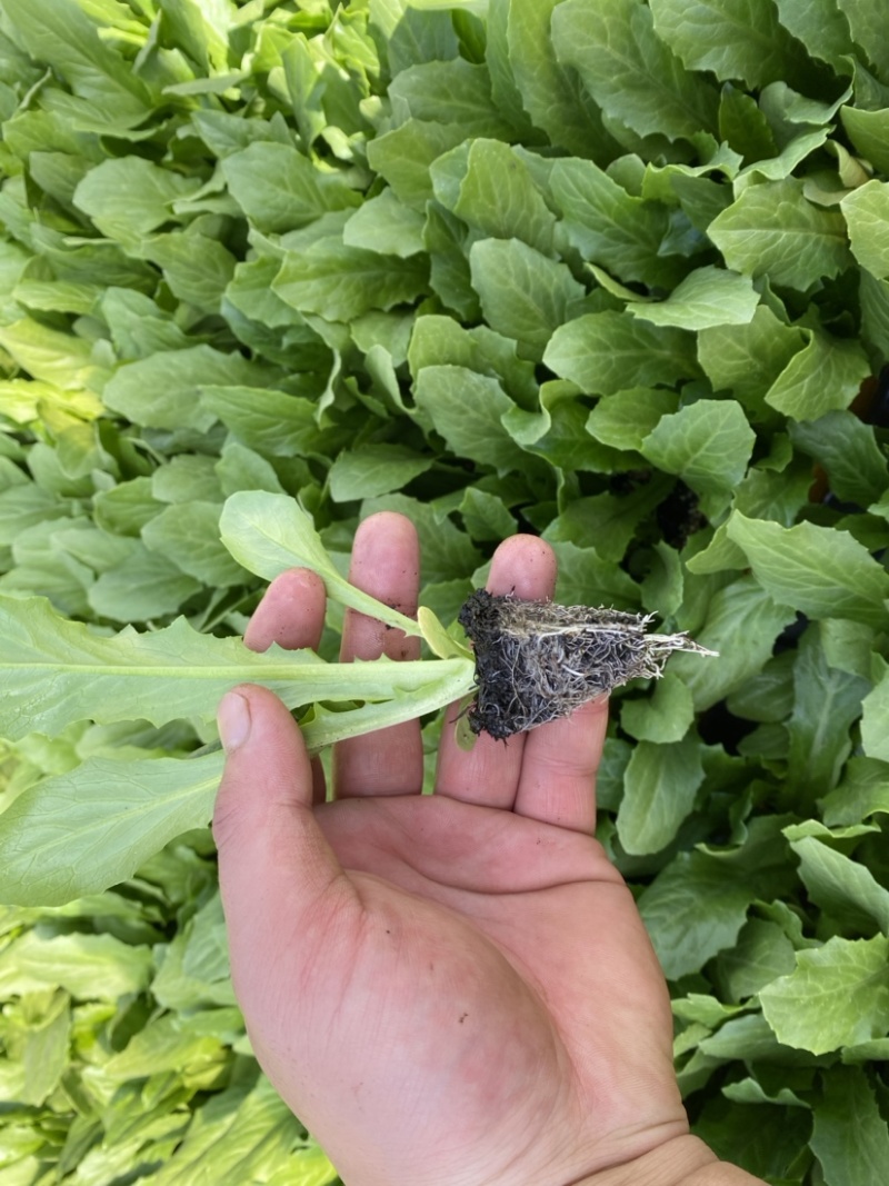 云南精品油麦菜苗