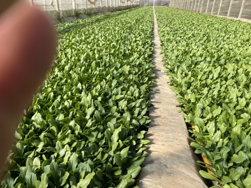云南精品油麦菜苗