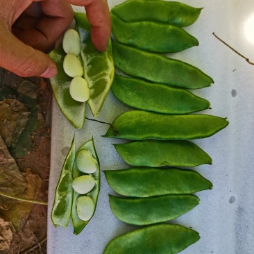 白芸豆