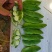 白芸豆