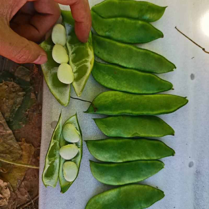 白芸豆