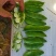 白芸豆