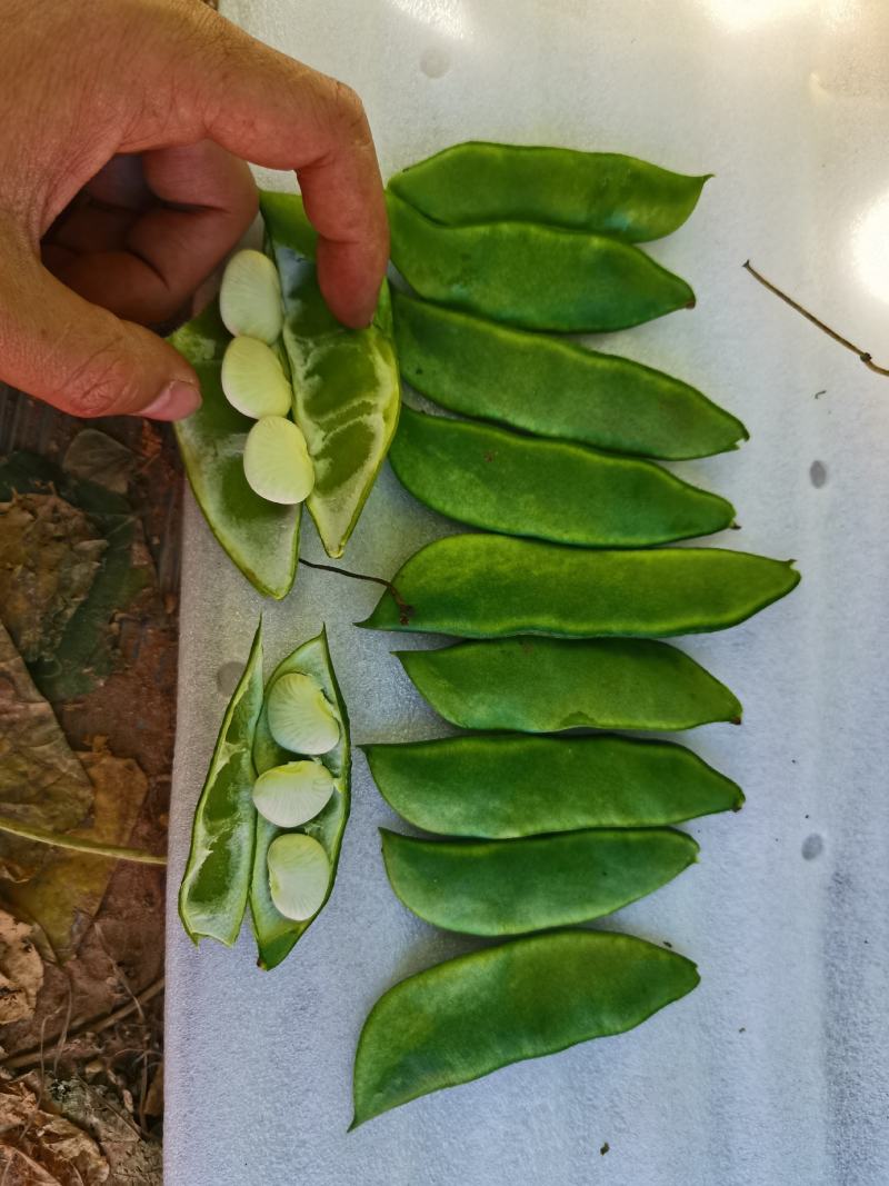 白芸豆