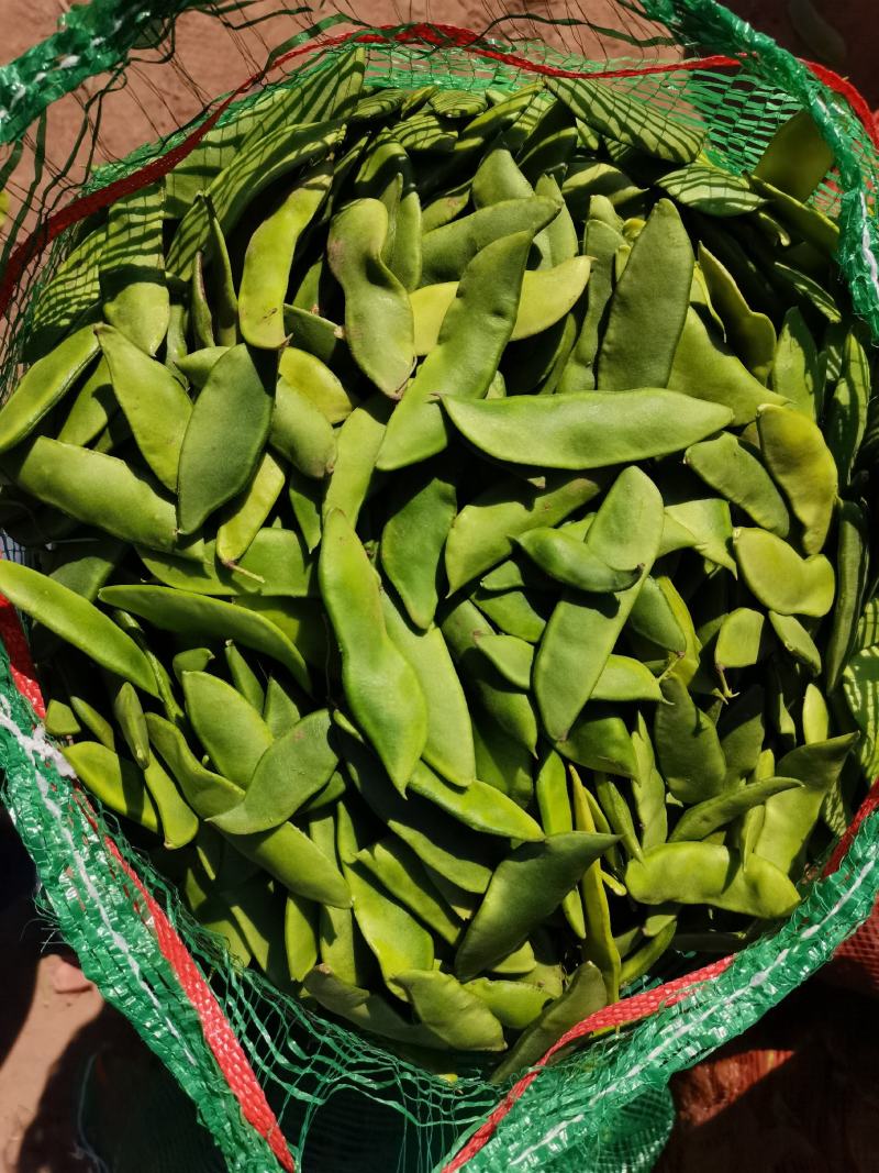 白芸豆