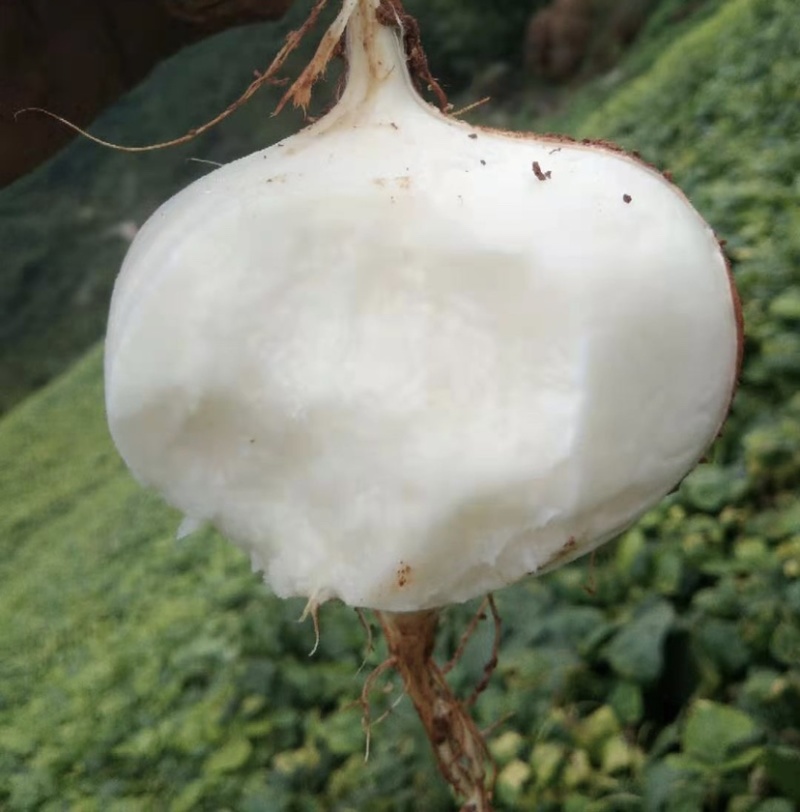 大凉山冕宁里庄大量批发豆薯土瓜