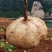 大凉山冕宁里庄大量批发豆薯土瓜