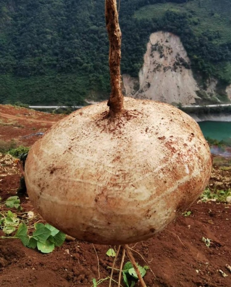 大凉山冕宁里庄大量批发豆薯土瓜