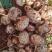 大凉山冕宁里庄大量批发豆薯土瓜