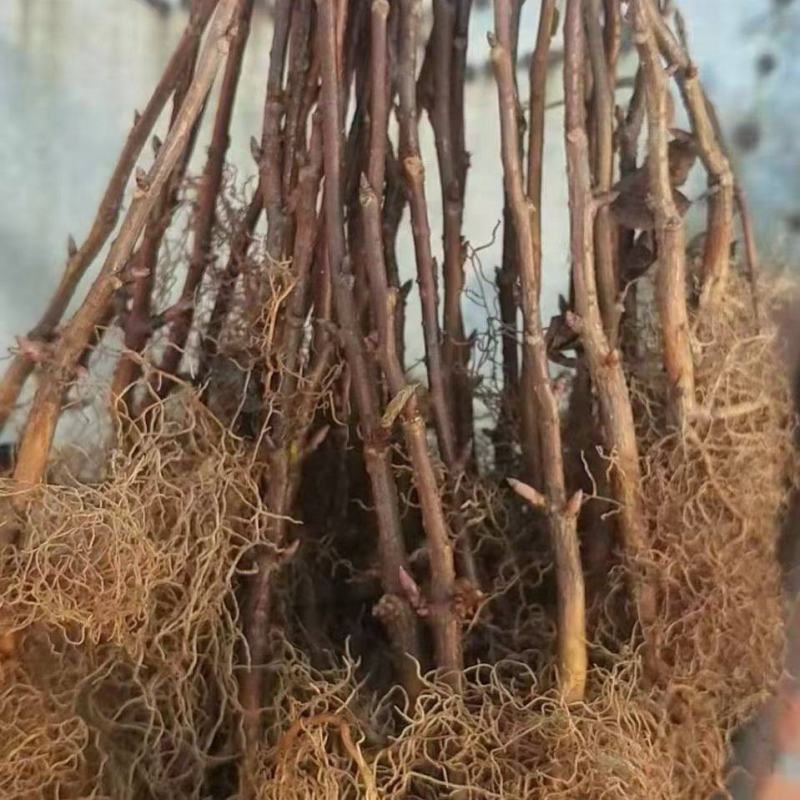 五味子种苗