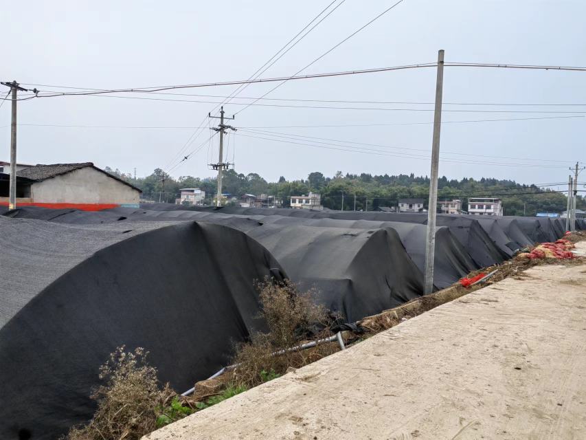 临沧羊肚菌种植基地航拍图