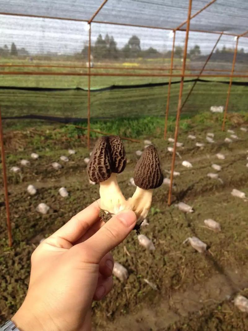 羊肚菌干货批发新鲜野生头茬云南特产蘑菇产地直发