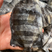 单冻斑马鲳鱼石雕鱼黑立鱼花斑鱼黑石斑鱼